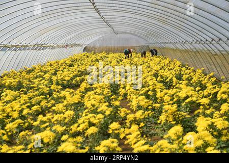 (181121) -- TANGSHAN, 21 novembre 2018 -- des agriculteurs récoltent le chrysanthème dans la serre du village de Dongzhuangdian, dans le comté de Luannan, province du Hebei, dans le nord de la Chine, 21 novembre 2018. L'industrie de plantation et de transformation du chrysanthème a été développée ici pour aider à augmenter les revenus des villageois. )(wsw) CHINA-HEBEI-CHRYSANTHÈME PLANTER (CN) MuxYu PUBLICATIONxNOTxINxCHN Banque D'Images