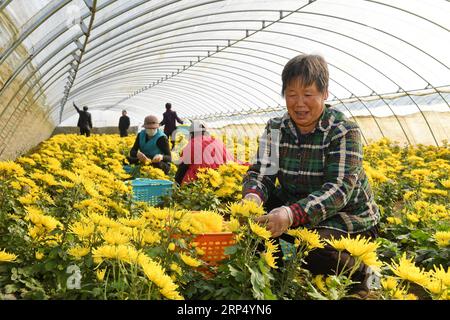 (181121) -- TANGSHAN, 21 novembre 2018 -- des agriculteurs récoltent le chrysanthème dans la serre du village de Dongzhuangdian, dans le comté de Luannan, province du Hebei, dans le nord de la Chine, 21 novembre 2018. L'industrie de plantation et de transformation du chrysanthème a été développée ici pour aider à augmenter les revenus des villageois. )(wsw) CHINA-HEBEI-CHRYSANTHÈME PLANTER (CN) MuxYu PUBLICATIONxNOTxINxCHN Banque D'Images