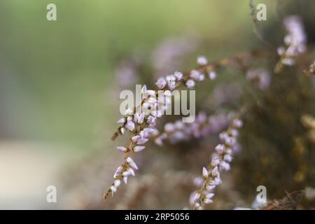 Macro sélectif foyer sec Calluna vulgaris, bruyère commune, lingue, ou simplement bruyère Banque D'Images