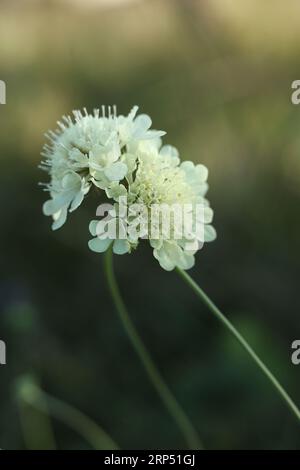 Un gros plan d'une fleur de Cephalaria de couleur crème dans la prairie d'été Banque D'Images
