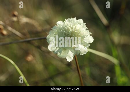 Un gros plan d'une fleur de Cephalaria de couleur crème dans la prairie d'été Banque D'Images