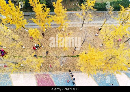 (181126) -- NANJING, 26 novembre 2018 -- les visiteurs marchent sur les feuilles de ginkgo tombées au parc Binjiang à Nanjing, capitale de la province du Jiangsu de l est de la Chine, 25 novembre 2018.) (YY) CHINA-AUTUMN-GINKGO (CN) YangxSuping PUBLICATIONxNOTxINxCHN Banque D'Images