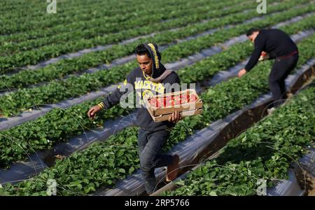 (181201) -- GAZA, 1 décembre 2018 -- des agriculteurs palestiniens récoltent des fraises dans un champ de la ville de Beit Lahia, dans le nord de la bande de Gaza, le 1 décembre 2018.) (Zxj) MIDEAST-GAZA-RÉCOLTE DE FRAISES YasserxQudih PUBLICATIONxNOTxINxCHN Banque D'Images