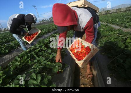 (181201) -- GAZA, 1 décembre 2018 -- des agriculteurs palestiniens récoltent des fraises dans un champ de la ville de Beit Lahia, dans le nord de la bande de Gaza, le 1 décembre 2018.) (Zxj) MIDEAST-GAZA-RÉCOLTE DE FRAISES YasserxQudih PUBLICATIONxNOTxINxCHN Banque D'Images