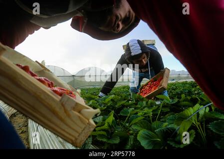 (181201) -- GAZA, 1 décembre 2018 -- des agriculteurs palestiniens récoltent des fraises dans un champ de la ville de Beit Lahia, dans le nord de la bande de Gaza, le 1 décembre 2018.) (Zxj) MIDEAST-GAZA-RÉCOLTE DE FRAISES YasserxQudih PUBLICATIONxNOTxINxCHN Banque D'Images