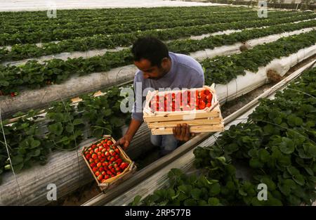 (181201) -- GAZA, 1 décembre 2018 -- Un agriculteur palestinien récolte des fraises dans un champ de la ville de Beit Lahia, dans le nord de la bande de Gaza, le 1 décembre 2018.) (Zxj) MIDEAST-GAZA-RÉCOLTE DE FRAISES YasserxQudih PUBLICATIONxNOTxINxCHN Banque D'Images