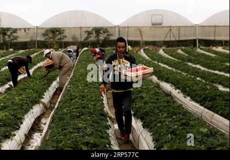 (181201) -- GAZA, 1 décembre 2018 -- des agriculteurs palestiniens récoltent des fraises dans un champ de la ville de Beit Lahia, dans le nord de la bande de Gaza, le 1 décembre 2018.) (Zxj) MIDEAST-GAZA-RÉCOLTE DE FRAISES YasserxQudih PUBLICATIONxNOTxINxCHN Banque D'Images