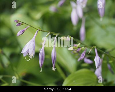 Plante hosta fleurie en août. Banque D'Images