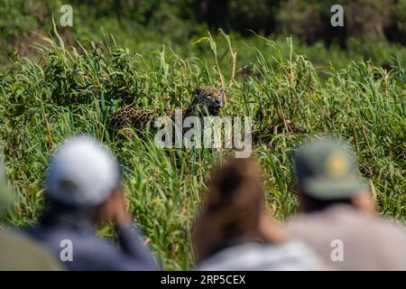 Touristes regardant un jaguar en safari dans la rivière Cuiaba, Brésil. Banque D'Images