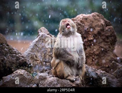 Actualités Themen der Woche KW49 Actualités Bilder des Tages (181209) -- NANJING, 9 décembre 2018 (Xinhua) -- Un macaque s'amuse dans la neige au zoo forestier de Hongshan à Nanjing, capitale de la province de Jiangsu de l'est de la Chine, 9 décembre 2018. (Xinhua/su Yang)(mp) CHINE-NANJING-MACAQUE-NEIGE (CN) PUBLICATIONxNOTxINxCHN Banque D'Images