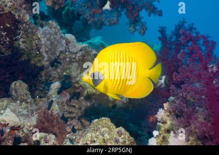 Poisson-butterfly doré (Chaetodon semilarvatus). Egytp, Mer Rouge. Banque D'Images