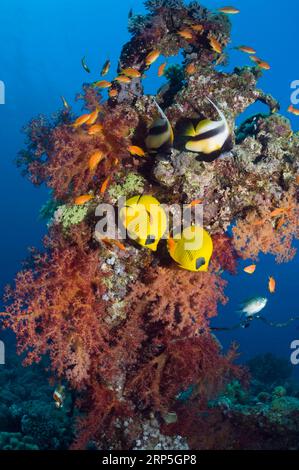 Paire de poissons papillons dorés (Chaetodon semilarvatus) et de bannerfish de la mer Rouge (Heniochus intermedius) avec des paysages de récif. Egytp, Mer Rouge. Banque D'Images