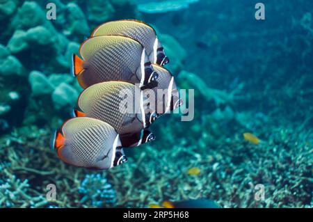 Poisson-butterfly à queue rouge ou à col (Chaetodon collare). Mer d'Andaman, Thaïlande. (Capture numérique). Banque D'Images