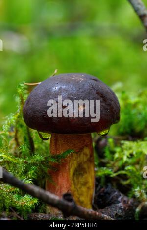 Neoboletus luridiformis connu sous le nom de Boletus luridiformis - champignon comestible. Champignon dans le milieu naturel. Français : Bolete de tige pointillée Banque D'Images