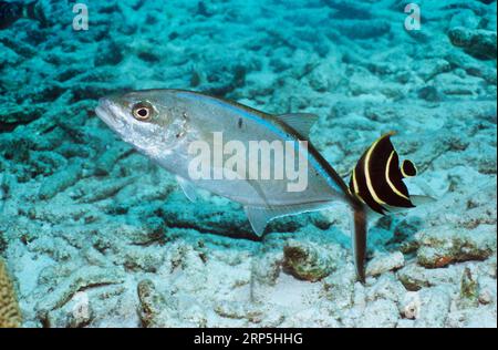 Jack de bar (Caranx ruber) avec un jeune poisson-ange français (Pomacanthus paru) nettoyant sa queue. Bonaire, Antilles néerlandaises, Caraïbes, Atlantique Banque D'Images