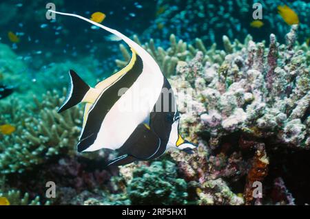 Idole mauresque (Zanclus cornutus). Mer d'Andaman, Thaïlande. Banque D'Images