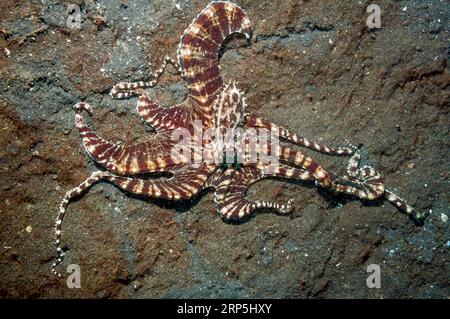 Poulpe Wnderpus (Wunderpus photogenicus) sur le fond marin, détroit de Lembeh, Sulawesi du Nord, Indonésie. Banque D'Images