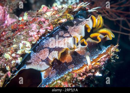 Huître épineuse [Spondylus varians], modèle de manteau. Lorsque l'huître se ferme, la coquille ressemble à une partie du récif. Tulamben, Bali, Indonésie. Banque D'Images