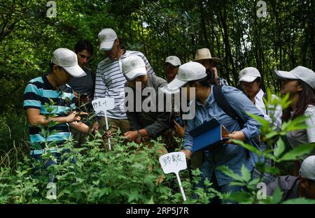 (181216) -- PÉKIN, 16 décembre 2018 -- des étudiants étrangers apprennent à identifier la médecine à base de plantes sous la direction du médecin Xue Liang (1e L) et de l'enseignant Yan hui (4e L) lors d'une activité sur la médecine traditionnelle chinoise (MTC) dans la banlieue de Nanjing, dans la province du Jiangsu, dans l'est de la Chine, le 4 juin 2017. Les experts participant à un forum sur le tourisme tenu à Beijing le 12 décembre 2018 ont déclaré que le tourisme de santé mettant en vedette la médecine traditionnelle chinoise (MTC) franchit une période en or pour le développement. Lors du forum, la Fédération mondiale des sociétés de médecine chinoise a annoncé la création d'un comité spécial pour promouvoir la MTC Banque D'Images