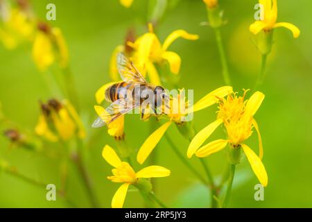 Gros plan coloré sur un Bumblebee de Cuckoo de Bohême, Bombus bohemicus, assis sur une fleur jaune Banque D'Images