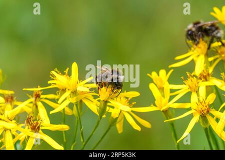 Gros plan coloré sur un Bumblebee de Cuckoo de Bohême, Bombus bohemicus, assis sur une fleur jaune Banque D'Images