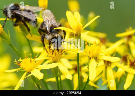 Gros plan coloré sur un Bumblebee de Cuckoo de Bohême, Bombus bohemicus, assis sur une fleur jaune Banque D'Images