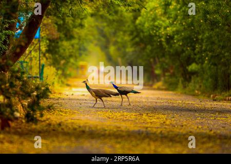 Un couple de paon et peahen traversant la route Banque D'Images