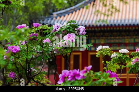 (181226) -- PÉKIN, 26 décembre 2018 (Xinhua) -- cette photo non datée montre des fleurs de pivoine dans le musée du Palais à Pékin, capitale de la Chine. (Xinhua/Musée du Palais) (InPalaceMuseum)CHINA-BEIJING-PALACE MUSEUM-FLOWERS (CN) PUBLICATIONxNOTxINxCHN Banque D'Images