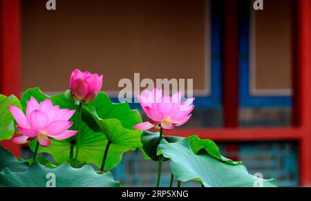 (181226) -- PÉKIN, 26 décembre 2018 (Xinhua) -- cette photo de fichier non datée montre des fleurs de lotus au musée du Palais à Pékin, capitale de la Chine. (Xinhua/Musée du Palais) (InPalaceMuseum)CHINA-BEIJING-PALACE MUSEUM-FLOWERS (CN) PUBLICATIONxNOTxINxCHN Banque D'Images