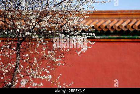 (181226) -- PÉKIN, 26 décembre 2018 (Xinhua) -- cette photo de fichier non datée montre des fleurs en fleurs au musée du palais de Pékin, capitale de la Chine. (Xinhua/Musée du Palais) (InPalaceMuseum)CHINA-BEIJING-PALACE MUSEUM-FLOWERS (CN) PUBLICATIONxNOTxINxCHN Banque D'Images