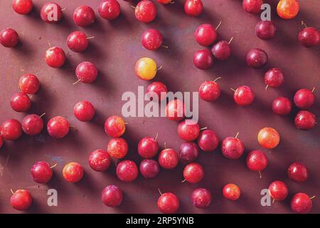 Beaucoup de prunes rouges de cerise douce (Prunus cerasifera). Fruit biologique produit localement. Banque D'Images