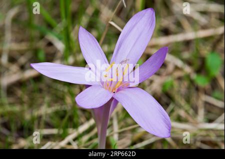 COLCHICUM AUTUMNALE ALIAS CROCUS COMMUN D'AUTOMNE. Très toxique, belle herbe violette. république tchèque nature. Banque D'Images