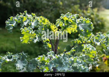 Variété allemande de chou frisé à longue tige appelée Lippischer Braunkohl ou Lippische Palme Banque D'Images