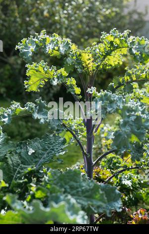 Variété allemande de chou frisé à longue tige appelée Lippischer Braunkohl ou Lippische Palme Banque D'Images