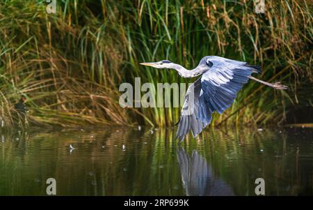 Héron gris, oiseau Ardea cinerea en vol Banque D'Images