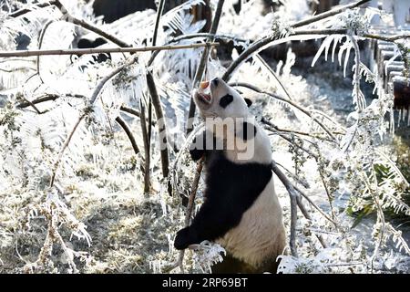 (190106) -- JINAN, 6 janvier 2019 -- le panda géant ya Shuang mange une pomme au Wild World Jinan à Jinan, capitale de la province du Shandong de l est de la Chine, le 6 janvier 2019. Les pandas géants s'amusent ici en hiver. ) CHINA-JINAN-WINTER-GIANT PANDA (CN) WANGXKAI PUBLICATIONXNOTXINXCHN Banque D'Images