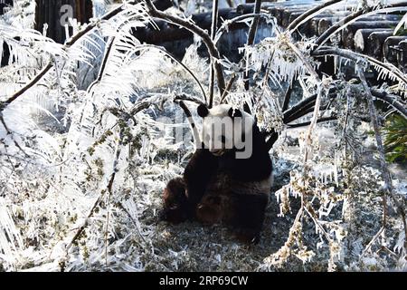 (190106) -- JINAN, 6 janvier 2019 -- le panda géant ya Shuang mange une pomme au Wild World Jinan à Jinan, capitale de la province du Shandong de l est de la Chine, le 6 janvier 2019. Les pandas géants s'amusent ici en hiver. ) CHINA-JINAN-WINTER-GIANT PANDA (CN) WANGXKAI PUBLICATIONXNOTXINXCHN Banque D'Images