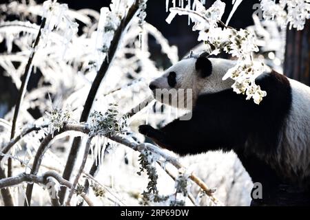 (190106) -- JINAN, 6 janvier 2019 -- le panda géant ya Shuang se plaît au monde sauvage Jinan à Jinan, capitale de la province du Shandong de l est de la Chine, le 6 janvier 2019. Les pandas géants s'amusent ici en hiver. ) CHINA-JINAN-WINTER-GIANT PANDA (CN) WANGXKAI PUBLICATIONXNOTXINXCHN Banque D'Images