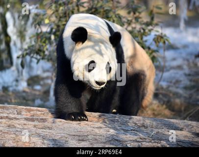 (190106) -- JINAN, 6 janvier 2019 -- le panda géant ya Shuang se plaît au monde sauvage Jinan à Jinan, capitale de la province du Shandong de l est de la Chine, le 6 janvier 2019. Les pandas géants s'amusent ici en hiver. ) CHINA-JINAN-WINTER-GIANT PANDA (CN) WANGXKAI PUBLICATIONXNOTXINXCHN Banque D'Images