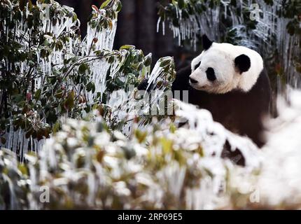 (190106) -- JINAN, 6 janvier 2019 -- le panda géant ya Shuang se plaît au monde sauvage Jinan à Jinan, capitale de la province du Shandong de l est de la Chine, le 6 janvier 2019. Les pandas géants s'amusent ici en hiver. ) CHINA-JINAN-WINTER-GIANT PANDA (CN) WANGXKAI PUBLICATIONXNOTXINXCHN Banque D'Images