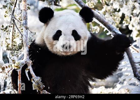 (190106) -- JINAN, 6 janvier 2019 -- le panda géant ya Shuang se plaît au monde sauvage Jinan à Jinan, capitale de la province du Shandong de l est de la Chine, le 6 janvier 2019. Les pandas géants s'amusent ici en hiver. ) CHINA-JINAN-WINTER-GIANT PANDA (CN) WANGXKAI PUBLICATIONXNOTXINXCHN Banque D'Images