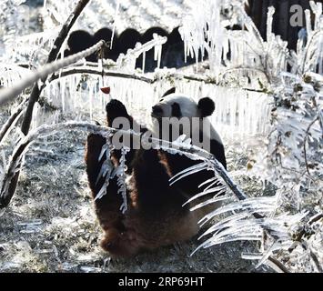 (190106) -- JINAN, 6 janvier 2019 -- le panda géant ya Shuang tente d'attraper une pomme au Wild World Jinan à Jinan, capitale de la province du Shandong de l'est de la Chine, le 6 janvier 2019. Les pandas géants s'amusent ici en hiver. ) CHINA-JINAN-WINTER-GIANT PANDA (CN) WANGXKAI PUBLICATIONXNOTXINXCHN Banque D'Images