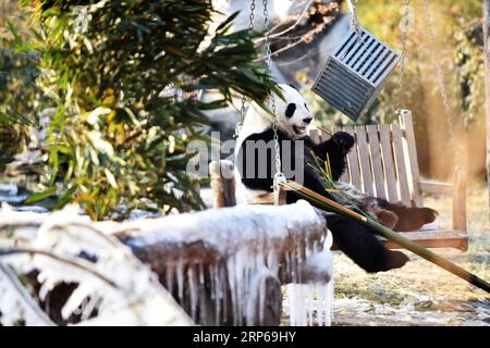 (190106) -- JINAN, 6 janvier 2019 -- le panda géant ya Shuang a des bambous au Wild World Jinan à Jinan, capitale de la province du Shandong de l'est de la Chine, le 6 janvier 2019. Les pandas géants s'amusent ici en hiver. ) CHINA-JINAN-WINTER-GIANT PANDA (CN) WANGXKAI PUBLICATIONXNOTXINXCHN Banque D'Images