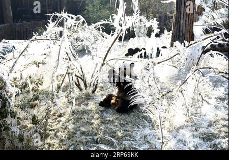 (190106) -- JINAN, 6 janvier 2019 -- le panda géant ya Shuang se plaît au monde sauvage Jinan à Jinan, capitale de la province du Shandong de l est de la Chine, le 6 janvier 2019. Les pandas géants s'amusent ici en hiver. ) CHINA-JINAN-WINTER-GIANT PANDA (CN) WANGXKAI PUBLICATIONXNOTXINXCHN Banque D'Images