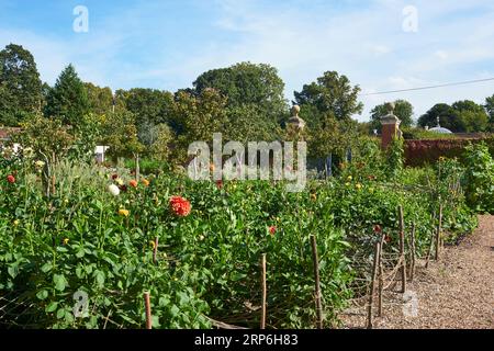 Plantes et fleurs comestibles dans le jardin Kitchen Garden historique du 17e siècle dans le parc entourant Chiswick House, Chiswick, Londres Royaume-Uni Banque D'Images