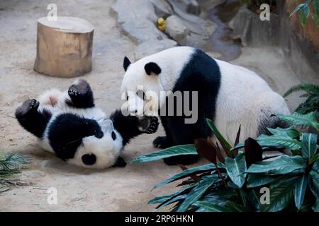 (190114) -- KUALA LUMPUR, 14 janvier 2019 -- Un bébé panda géant (L) joue avec sa mère le jour de son anniversaire de naissance au zoo national malaisien près de Kuala Lumpur, Malaisie, le 14 janvier 2019. Le deuxième panda géant né en Malaisie a fêté lundi son premier anniversaire au zoo national malaisien. Le bébé panda géant est la deuxième progéniture de ses parents Xing Xing et Liang Liang qui sont arrivés en Malaisie en 2014. MALAISIE-KUALA LUMPUR-GÉANT PANDA BABY-BIRTHDAY ZHUXWEI PUBLICATIONXNOTXINXCHN Banque D'Images