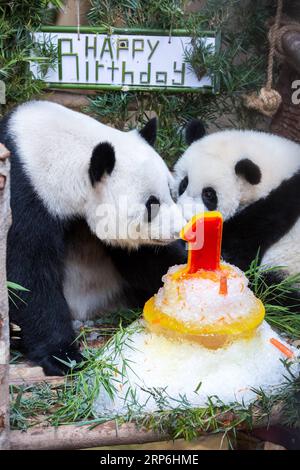 (190114) -- KUALA LUMPUR, le 14 janvier 2019 -- Un bébé panda géant (R) fête son anniversaire d'un an avec sa mère au zoo national malaisien près de Kuala Lumpur, Malaisie, le 14 janvier 2019. Le deuxième panda géant né en Malaisie a fêté lundi son premier anniversaire au zoo national malaisien. Le bébé panda géant est la deuxième progéniture de ses parents Xing Xing et Liang Liang qui sont arrivés en Malaisie en 2014. MALAISIE-KUALA LUMPUR-GÉANT PANDA BABY-BIRTHDAY ZHUXWEI PUBLICATIONXNOTXINXCHN Banque D'Images