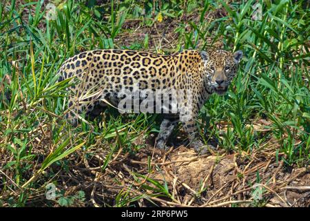Chasse au Jaguar adulte dans la rivière Cuiaba. Banque D'Images
