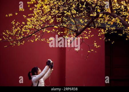 (190119) -- NANJING, 19 janv. 2019 (Xinhua) -- CHINA-WINTER-FLOWERS (CN) Un visiteur prend des photos de fleurs douces d'hiver au mausolée de Mingxiaoling dans la région pittoresque de Nanjing, capitale de la province de Jiangsu de l'est de la Chine, le 18 janvier 2019. (Xinhua/su Yang) CHINE-FLEURS D'HIVER (CN) PUBLICATIONxNOTxINxCHN Banque D'Images