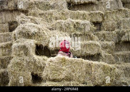 (190119) -- PÉKIN, 19 janv. 2019 (Xinhua) -- PHOTOS XINHUA DU JOUR OÙ Une bergère transporte du foin pour le bétail dans le comté de Zeku, dans la province du Qinghai, au nord-ouest de la Chine, le 17 janvier 2019. (Xinhua/Zhang long) PHOTOS XINHUA DU JOUR PUBLICATIONxNOTxINxCHN Banque D'Images